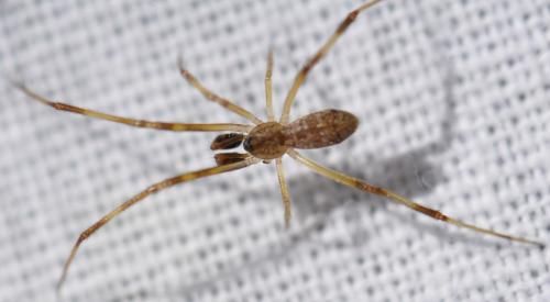 Episinus angulatus